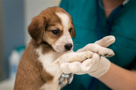 eglin veterinary clinic